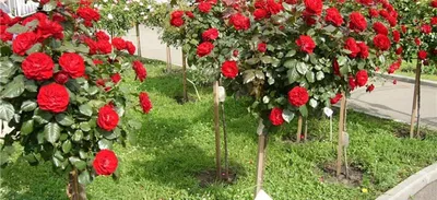 Изображения роз в оформлении сада
