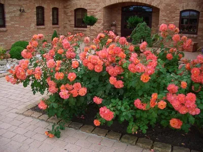 Фотографии роз в разнообразных вариантах: красота для любого сада