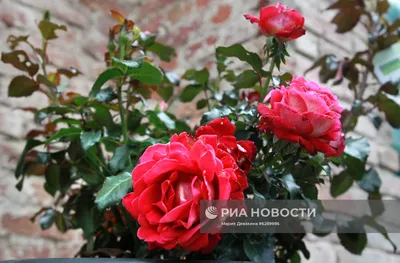 Наслаждайтесь красотой роз: скачивайте картинки в jpg, png или webp формате