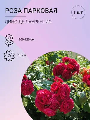 Великолепие природы: выберите формат фото роз по вашему выбору