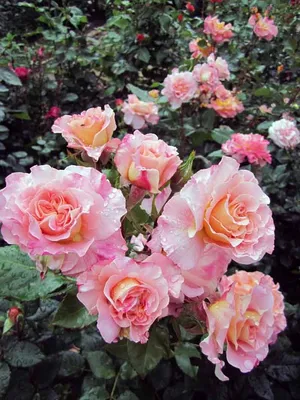Розы в палисаднике: великолепные фото для вашего просмотра