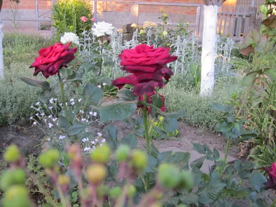 Фотографии роз в палисаднике – выбирайте и скачивайте