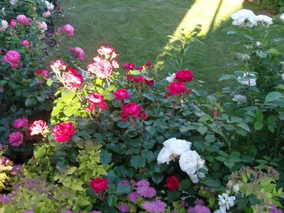 Увидьте великолепие роз в палисаднике на нашем сайте