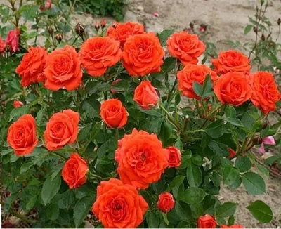 Фото роз в палисаднике: выберите размер и формат для сохранения
