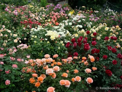 Фото роз в палисаднике: изображения природы во всей красе