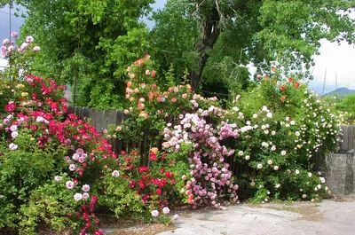 Наслаждайтесь красотой роз в палисаднике на нашем сайте
