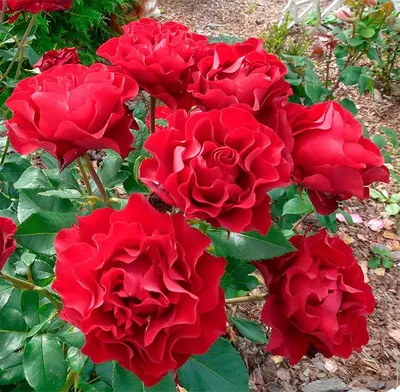 Розы в палисаднике: фото, чтобы погрузиться в мир цветов
