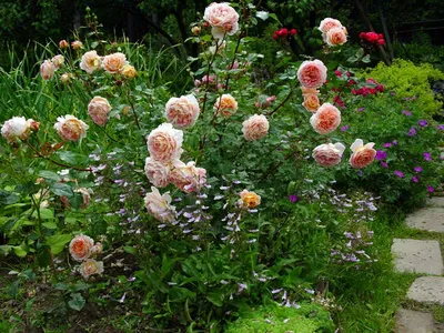 Фотографии роз в палисаднике: вдохновение для цветочных энтузиастов