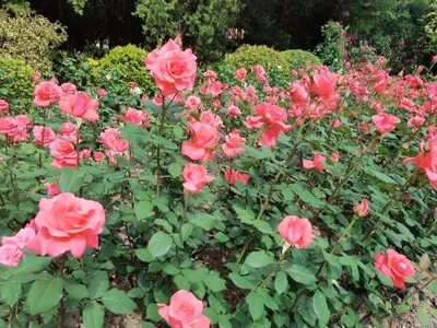 Розы в палисаднике: выберите формат и размер изображения
