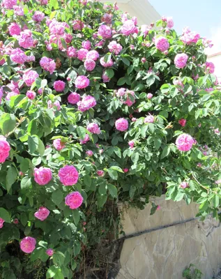 Фото, изображение, фотография: розы в палисаднике