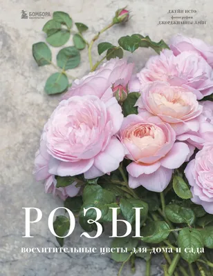 Розы в палисаднике: наслаждайтесь природным великолепием на нашем сайте