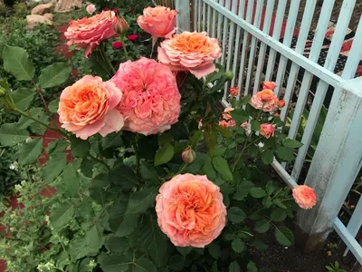 Удивительные розы: фотографии из нашего палисадника