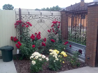 Розы в палисаднике: выберите формат для скачивания (jpg, png, webp)