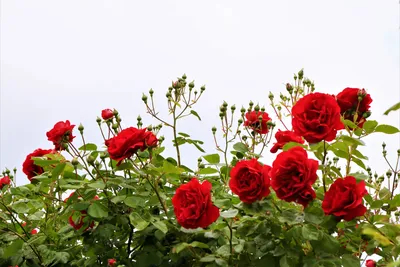 Фото роз в природе: выберите размер и формат загрузки