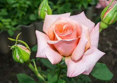 Красивые розы в природе: выбор формата и размера изображения