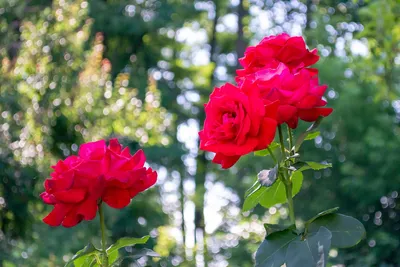 Розы в природе: фотографии для скачивания в различных форматах