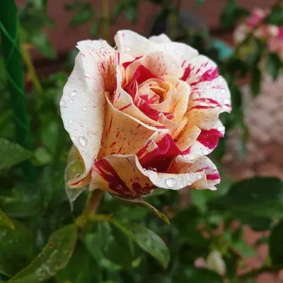 Красивые фото роз: выбор формата и размера загрузки