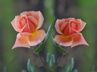 Фото роз в природе: загрузка изображений в форматах jpg, png, webp