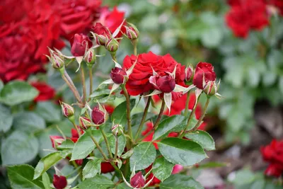 Изображения красивых роз: выбор формата и размера для скачивания