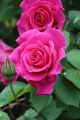 Фото, картинки и изображения роз в природе: доступные форматы и размеры