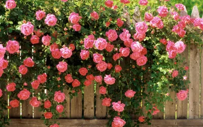 Изображения роз в своем естественном окружении: выбор формата и размера загрузки