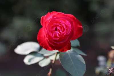 Фото, картинка и изображение роз в природе: выбор формата и размера изображения