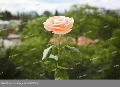 Фотки роз в природе: выбор формата и размера загрузки