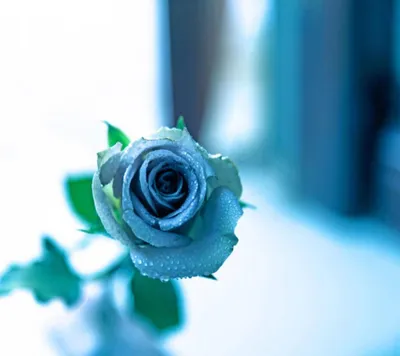 Фотографии прекрасных роз в природе: выбор формата и размера изображения