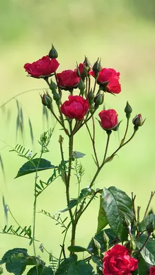 Розы в природе: фото для скачивания в разных форматах