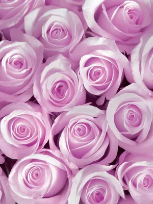 Удивительные фотографии роз: выберите предпочитаемый размер