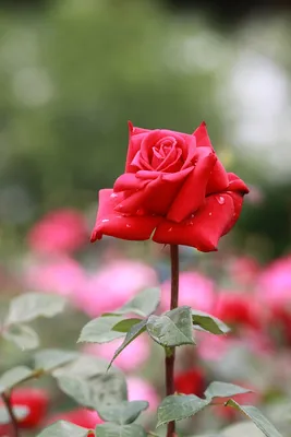 Фотографии роз в природе: доступ к загрузке в разных форматах