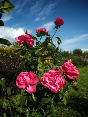 Розы в природе фотографии