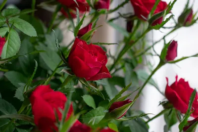 Фото прекрасных роз в природе: выбор формата и размера изображения