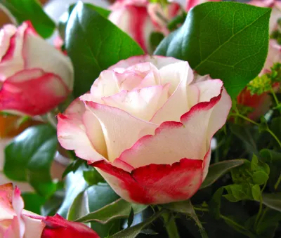Изображения роз в своей естественной красе: выбор формата и размера загрузки