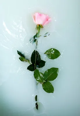 Загадочные розы в ванной: фотография высокого разрешения в формате webp