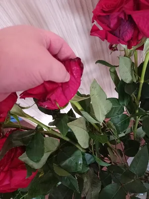 Прекрасные розы в ванной: скачать картинку в формате webp