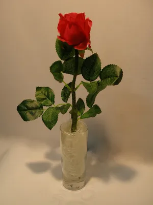 Фото роз в вазе на столе – форматы jpg, png, webp