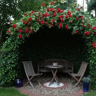 Ароматные композиции: картинки роз во дворе