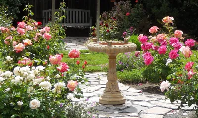 Истинные шедевры: фотографии роз во дворе