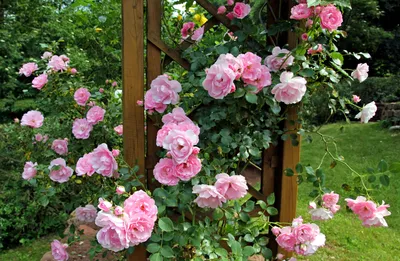 Розовая глубина: изображения роз во дворе