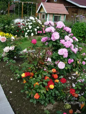 Загляните в ароматный мир: фотографии роз во дворе