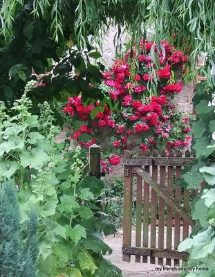 Удивительные капли росы: картинки роз во дворе