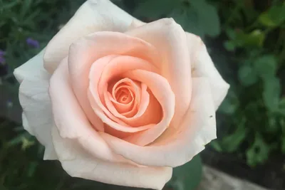 Красота отражений: фотка розы во дворе, окутанная тайной водной глади
