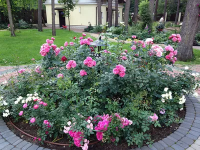 Богатство красок: картинки роз во дворе