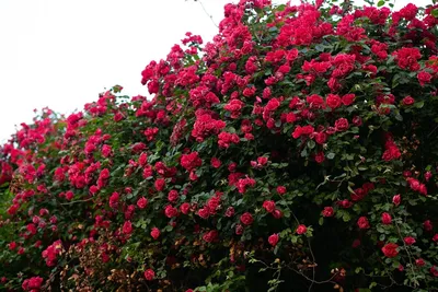 Оттенки розового: изображения роз во дворе, удивляющие своим разнообразием