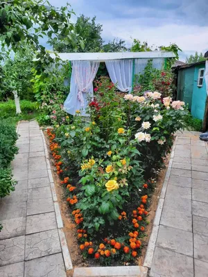 Фото роз во дворе: воплощение красоты и элегантности