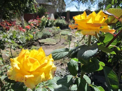 Розы во дворе: фотография, передающая благоухание