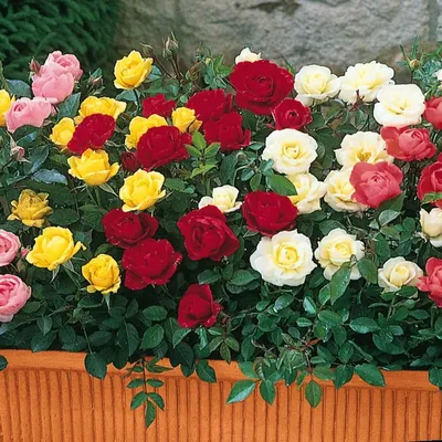 Прелестное сочетание цветов: изображения роз во дворе