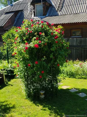 Фото роз во дворе: взгляните на чудеса природы