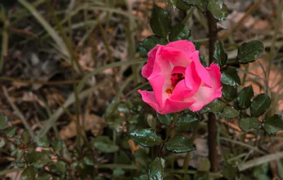 Великолепие природы: картинки роз во дворе, чтобы удивляться
